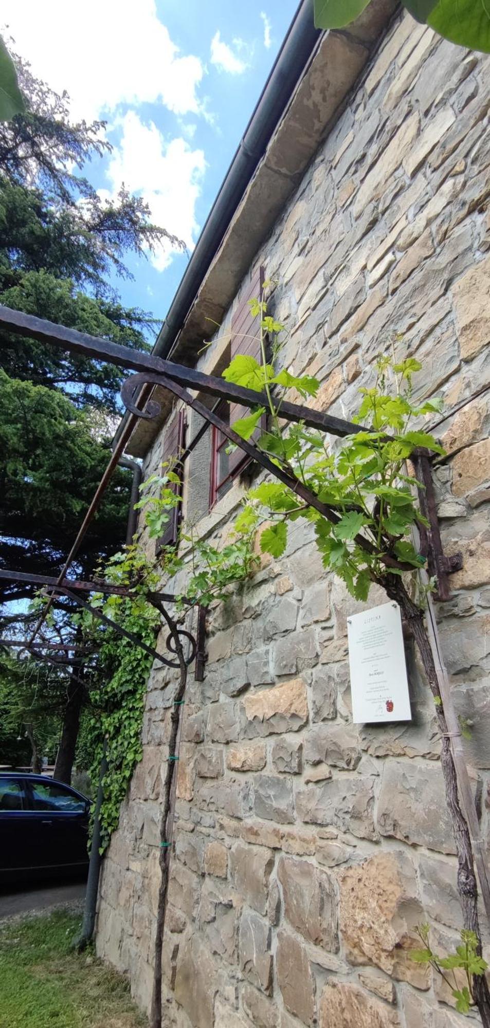 Bordon Wines, Estate With Accommodation Dekani ภายนอก รูปภาพ